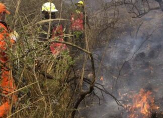 Incendio consume 200 hectáreas de bosque nativo en Salta