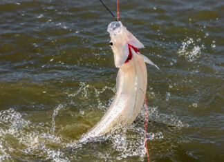 Restricciones pesca pejerrey